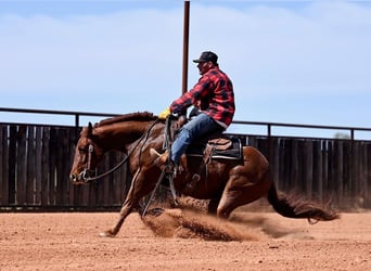 American Quarter Horse, Gelding, 4 years, 14,2 hh, Sorrel