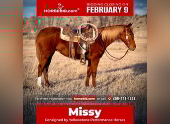 American Quarter Horse, Gelding, 4 years, 14,2 hh, Sorrel