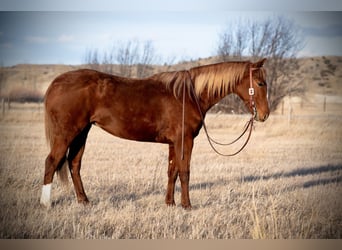 American Quarter Horse, Gelding, 4 years, 14,2 hh, Sorrel