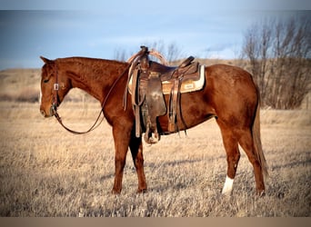 American Quarter Horse, Gelding, 4 years, 14,2 hh, Sorrel