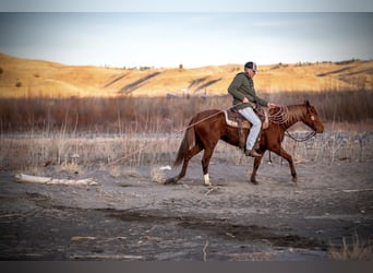 American Quarter Horse, Gelding, 4 years, 14,2 hh, Sorrel