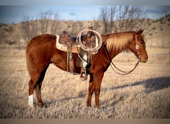 American Quarter Horse, Gelding, 4 years, 14,2 hh, Sorrel