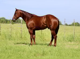American Quarter Horse, Gelding, 4 years, 14,2 hh, Sorrel