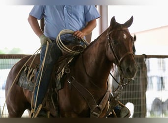 American Quarter Horse, Gelding, 4 years, 14,2 hh, Sorrel