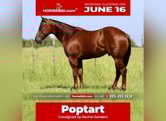 American Quarter Horse, Gelding, 4 years, 14,2 hh, Sorrel