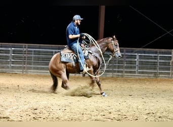 American Quarter Horse, Gelding, 4 years, 14,2 hh, Sorrel
