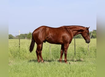 American Quarter Horse, Gelding, 4 years, 14,2 hh, Sorrel