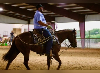 American Quarter Horse, Gelding, 4 years, 14,2 hh, Sorrel