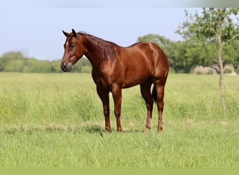 American Quarter Horse, Gelding, 4 years, 14,2 hh, Sorrel
