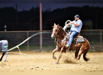 American Quarter Horse, Gelding, 4 years, 14,2 hh, Sorrel