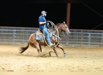 American Quarter Horse, Gelding, 4 years, 14,2 hh, Sorrel
