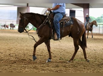 American Quarter Horse, Gelding, 4 years, 14,2 hh, Sorrel