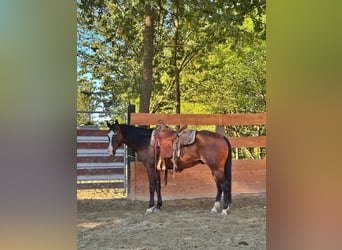 American Quarter Horse, Gelding, 4 years, 14,3 hh, Bay-Dark