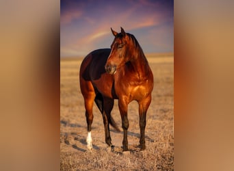 American Quarter Horse, Gelding, 4 years, 14,3 hh, Bay