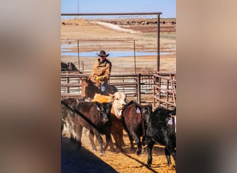 American Quarter Horse, Gelding, 4 years, 14,3 hh, Bay