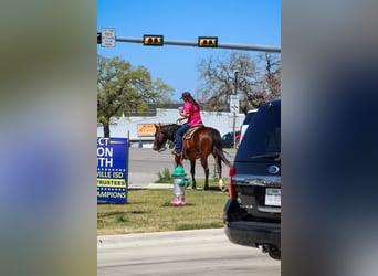 American Quarter Horse, Gelding, 4 years, 14,3 hh, Bay