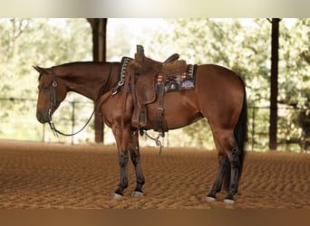 American Quarter Horse, Gelding, 4 years, 14,3 hh, Bay