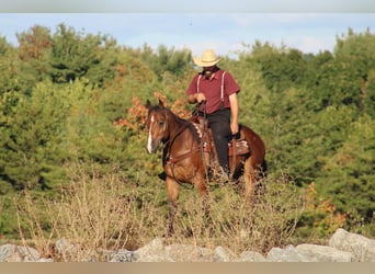 American Quarter Horse, Gelding, 4 years, 14,3 hh, Bay