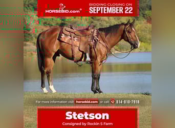 American Quarter Horse, Gelding, 4 years, 14,3 hh, Bay