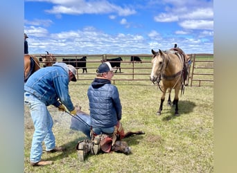 American Quarter Horse, Gelding, 4 years, 14,3 hh, Buckskin