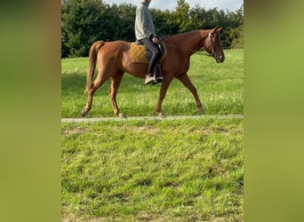 American Quarter Horse Mix, Gelding, 4 years, 14,3 hh, Chestnut-Red
