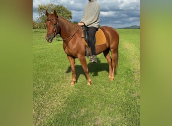American Quarter Horse Mix, Gelding, 4 years, 14,3 hh, Chestnut-Red