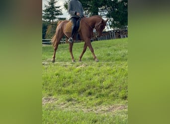 American Quarter Horse Mix, Gelding, 4 years, 14,3 hh, Chestnut-Red