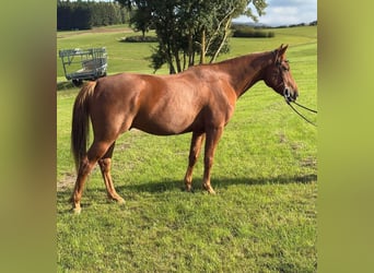 American Quarter Horse Mix, Gelding, 4 years, 14,3 hh, Chestnut-Red