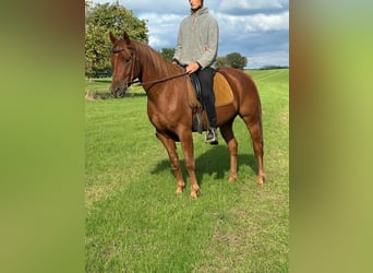 American Quarter Horse Mix, Gelding, 4 years, 14,3 hh, Chestnut-Red