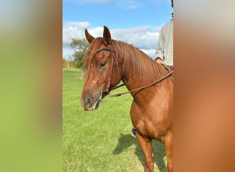 American Quarter Horse Mix, Gelding, 4 years, 14,3 hh, Chestnut-Red