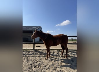 American Quarter Horse, Gelding, 4 years, 14,3 hh, Chestnut-Red