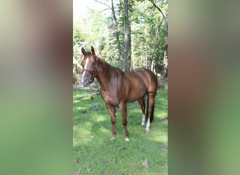 American Quarter Horse, Gelding, 4 years, 14,3 hh, Chestnut