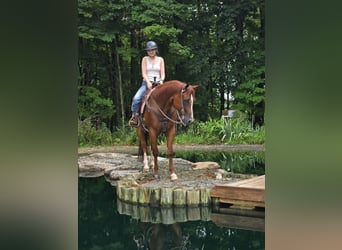 American Quarter Horse, Gelding, 4 years, 14,3 hh, Chestnut