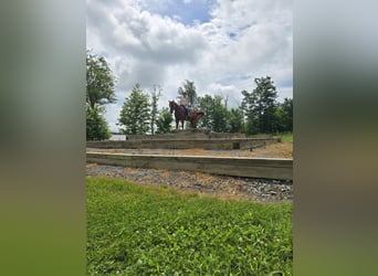 American Quarter Horse, Gelding, 4 years, 14,3 hh, Chestnut