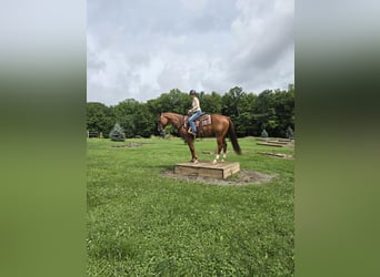 American Quarter Horse, Gelding, 4 years, 14,3 hh, Chestnut