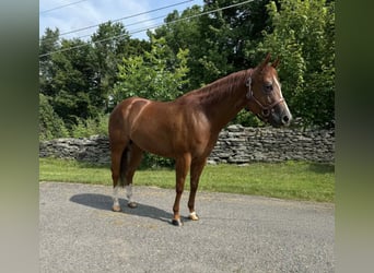 American Quarter Horse, Gelding, 4 years, 14,3 hh, Chestnut