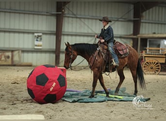 American Quarter Horse, Gelding, 4 years, 14,3 hh