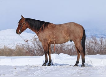 American Quarter Horse, Gelding, 4 years, 14,3 hh