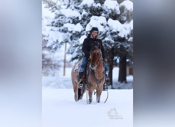 American Quarter Horse, Gelding, 4 years, 14,3 hh