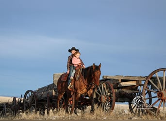 American Quarter Horse, Gelding, 4 years, 14,3 hh