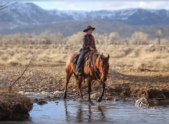 American Quarter Horse, Gelding, 4 years, 14,3 hh