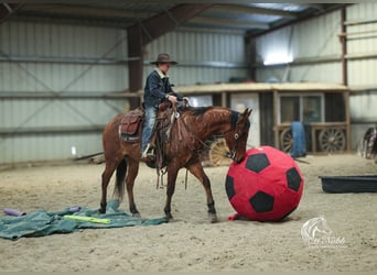 American Quarter Horse, Gelding, 4 years, 14,3 hh