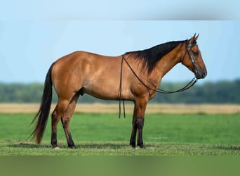 American Quarter Horse, Gelding, 4 years, 14,3 hh, Dun
