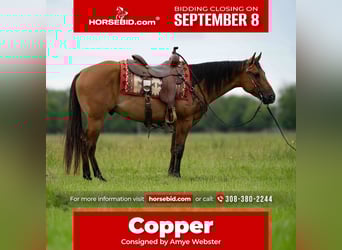 American Quarter Horse, Gelding, 4 years, 14,3 hh, Dun