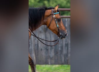 American Quarter Horse, Gelding, 4 years, 14,3 hh, Dun