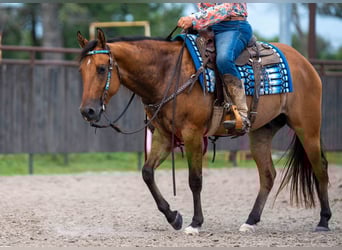 American Quarter Horse, Gelding, 4 years, 14,3 hh, Dun