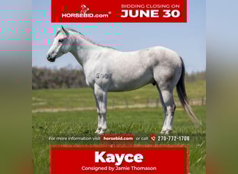 American Quarter Horse, Gelding, 4 years, 14,3 hh, Gray