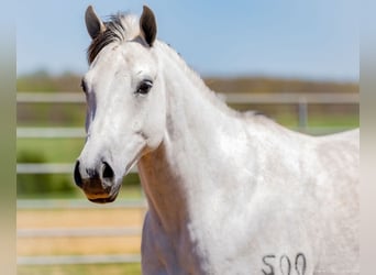 American Quarter Horse, Gelding, 4 years, 14,3 hh, Gray