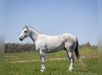 American Quarter Horse, Gelding, 4 years, 14,3 hh, Gray