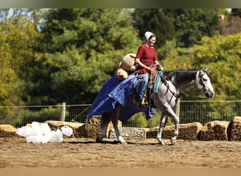 American Quarter Horse, Gelding, 4 years, 14,3 hh, Grey-Dapple